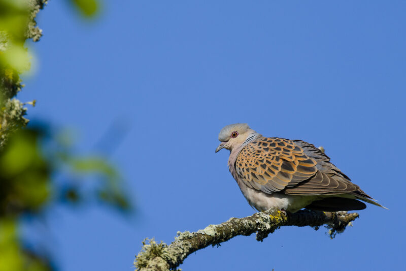 Tourterelle des bois